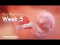 5 Weeks Pregnant - What To Expect