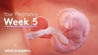 5 Weeks Pregnant - What to Expect