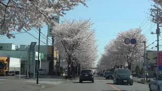 満開の「さつき大通りの桜並木」　②鹿沼市鹿沼署西交差点より東進　（2018.3.31）