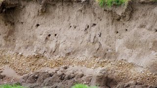 Filming Sand Martins