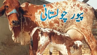 2 big cholistani cow for sale in pakistan