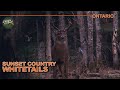 Big Deer in the Big Timber of Ontario | Canada in the Rough