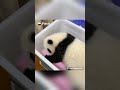 panda nanny uses a trick to take panda baby away for physical exam ipanda shorts