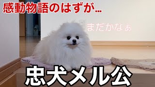 ママの帰りを玄関でずっと待ち続けるポメラニアン