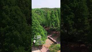 시흥 곰솔누리숲 #자연 #힐링 #산책