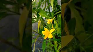 #อังกาบหนู #สมุนไพรไทย #สมุนไพรรักษามะเร็ง     #Barleriaprionitis #flowers #yellowflower #herb