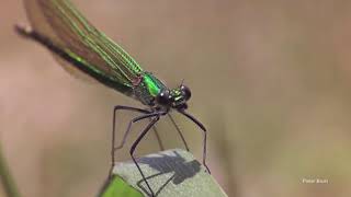 Banded Demoiselle Damselfly