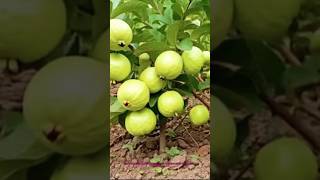 How to Grow a Guava Tree  with air layering technique using carrots 🥕!#guavatree #gardening #hacks