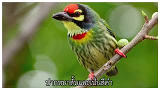 นกตีทอง