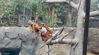 Young Sumatran Orangutans Annoying Eachother at Chester Zoo - 18/12/22