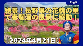 絶景！長野県の花桃の里で春爛漫の風景に感動！【2024年4月21日】