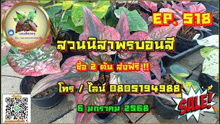 👉คลิปใหม่👈🟡 สวนนิสาพรบอนสี EP 518 🟡 ซื้อ 2  ส่งฟรี !! บอนสีสวยๆ 6 ม.ค. 68 โทร / ไลน์ 0805194988