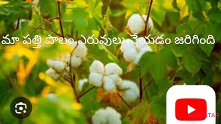 మా పత్తి పొలం ఎరువులు వేయడం జరిగింది