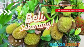 0822 2083 0527 ( Tsel ) Pusat Pengadaan  Bibit Nangka Di Banjarmasin