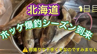 北海道 ホッケ爆釣 ニシンの群来探しがてらの旅、 車中泊前にウォーミングアップでルアー釣り