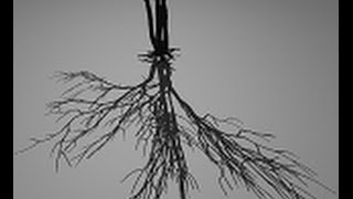 Revectorization-based Shadow Mapping
