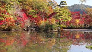 神戸市立森林植物園の紅葉