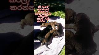 අසරණ සතුන් වෙනුවෙන් එකතුවෙමු 🙏❤#dog #trending #love