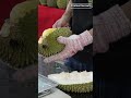 一气呵成！大师级猫山王榴莲开果技艺 | Amazing! Durian Musang King Opening Master #blackthorn #musangking #durian