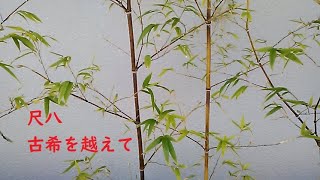 黄昏tasogare・明暗真法流..尺八演奏_147