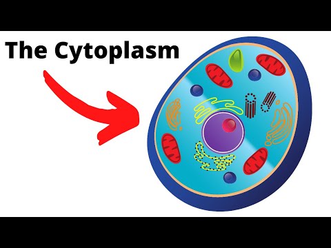 What is the charge in the cytoplasm?