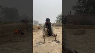 king cobra snake catching short 😳