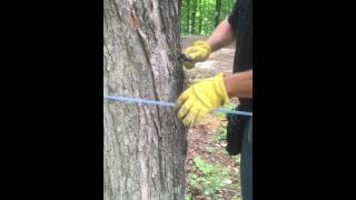 5 Tap Beginners Tubing Kit Installation - Roth Sugar Bush - Maple Equipment - Maple Syrup