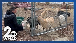 Northeast Baltimore Goat House Farm could be in danger