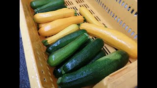 【ヤヤキタ農園】２０１９年７月のお野菜のご説明！