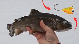 Mid Winter Ice Fishing for Perch and Trout with the Tungsten jig! #fishing #trout