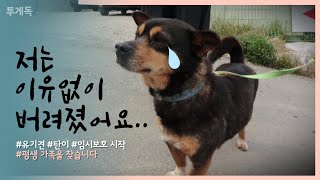 유기견 탄이 임시보호 시작 | 저는 이유없이 버려졌어요 |  유기동물 재입양 프로젝트 투게독