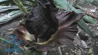 Amorphophallus paeoniifolius, the Elephant foot yam - Flower with Decomposing mammals smell