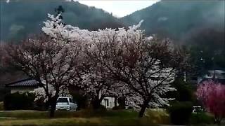 昼神温泉朝市と花見