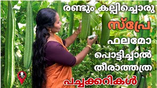 പച്ചക്കറി കൃഷി പൊടിപൊടിക്കാൻ ഈ ഒരൊറ്റ സ്പ്രേ മതി | Pachakkari krishi terrace malayalam | Prs kitchen