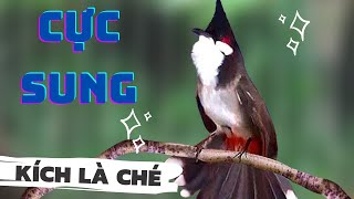 Luyện chào mào hót căng lửa, QUÁ HAY, căng lửa ché, Cách luyện chào mào hót sáng, chao mao, chào mào