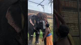 ❤️✨மன்னார்குடி  சிறப்புகள்😍💖 | Mannargudi Special | Native Place Special | Mannargudi Temple Secrets