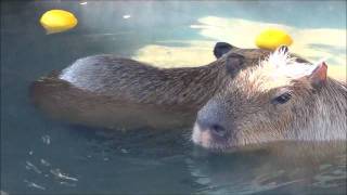 元祖カピバラの露天風呂40＠伊豆シャボテン公園