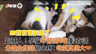 超感人！孕貓辛苦誕4喵僅2存活　分娩全紀錄網心疼：母愛真偉大❤│寵物│貓咪｜猫｜ねこ│Pet│Cat│Kitten