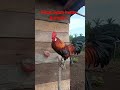 pikat ayam hutan Sumatra,labuhan batu,Panai hilir,