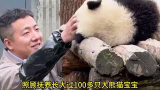 6.21日福宝换了新奶爸，徐奶爸终于休假了，谢奶爸暂时代替徐奶爸#panda #푸바오 #fubao