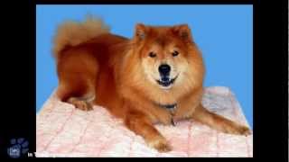 How to use a CHOKE chain in dog training
