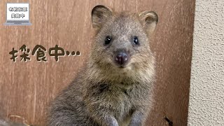 【名前投票は本日まで！】もぐもぐクオッカ【Quokka】