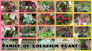 100+ Caladium pot planters ideas || big leaves plant #decorlife #potplanters #caladiumplant