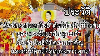 ประวัติ ต้นพระศรีมหาโพธิ์ ทั้ง๔ ต้น ต้นไม้ตรัสรู้ที่สำคัญและยังคงอยู่ในถึงปัจจุบัน ธรรมะธรรมชาติ🏵️