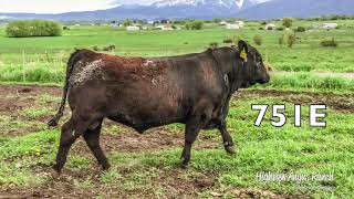 Highview Angus Ranch 2018 Spring Bulls