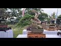 Pamnas Bonsai Tabanan 2021 ||Ppbi Bali