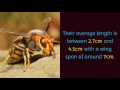 19 Interesting Things You Should Know About Asian Giant Hornet