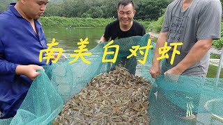 【老林赶野】老林养虾72天就40条一斤，估计4000斤虾，想不到连人工费都没有