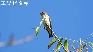 【野田市の野鳥】エゾビタキ　清水公園　2024.10.11　カイノキの実を食べに来ていた