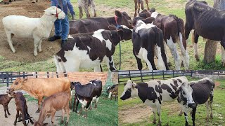 Feira de Gado de São Bento do Una-PE 01/02/25 #boi #carneiro